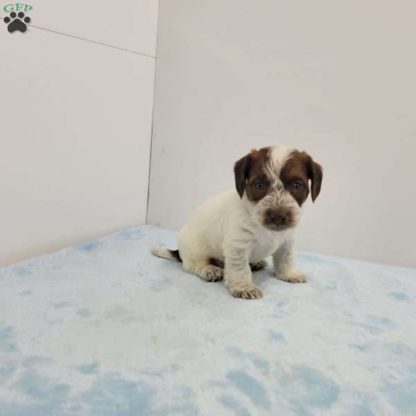 Jonathan, Jack-a-poo Puppy