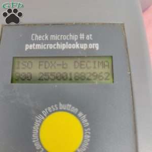 Janice, Jack-a-poo Puppy