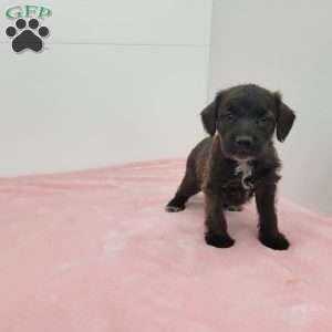 Jalinda, Jack-a-poo Puppy