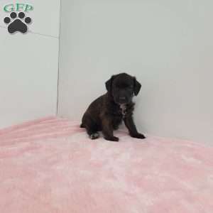 Jalinda, Jack-a-poo Puppy