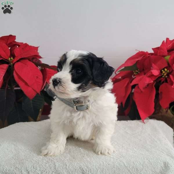 Pirate, Mini Bernedoodle Puppy
