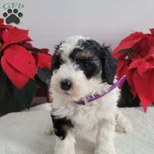 Patsy, Mini Bernedoodle Puppy