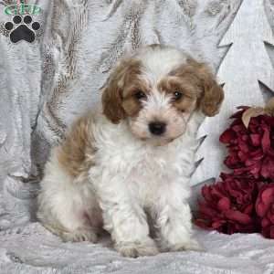 Sugar plum, Schnoodle Puppy