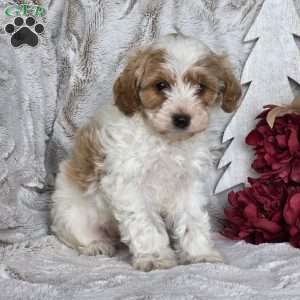 Sugar plum, Schnoodle Puppy