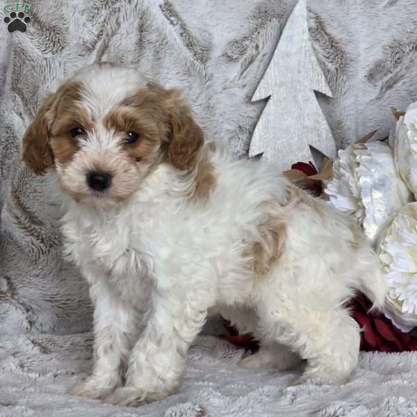 Sugar plum, Schnoodle Puppy