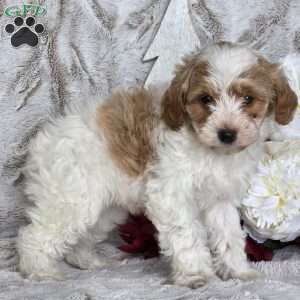 Sugar plum, Schnoodle Puppy