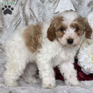 Sugar plum, Schnoodle Puppy