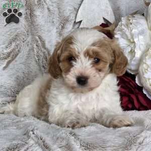 Sugar plum, Schnoodle Puppy