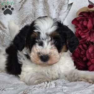 Kringle, Schnoodle Puppy