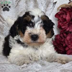 Kringle, Schnoodle Puppy