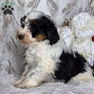 Kringle, Schnoodle Puppy