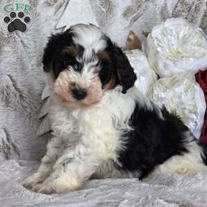 Kringle, Schnoodle Puppy