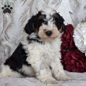 Kringle, Schnoodle Puppy