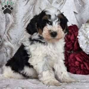 Kringle, Schnoodle Puppy