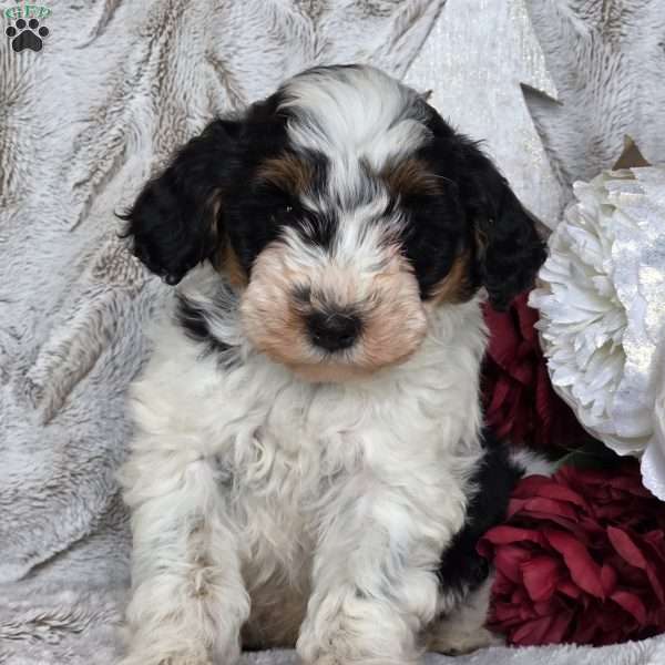 Kringle, Schnoodle Puppy