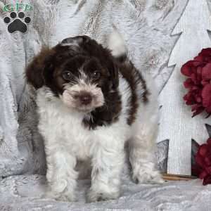 Cranberry, Schnoodle Puppy