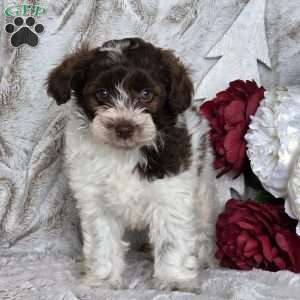 Cranberry, Schnoodle Puppy