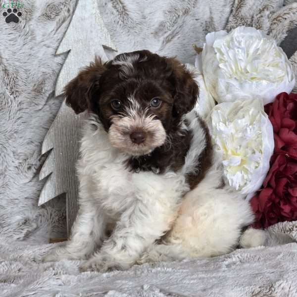 Cranberry, Schnoodle Puppy