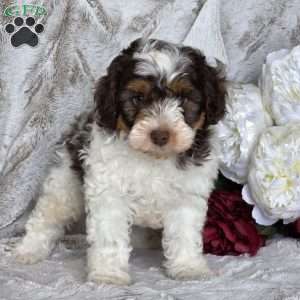 Tinsel, Schnoodle Puppy