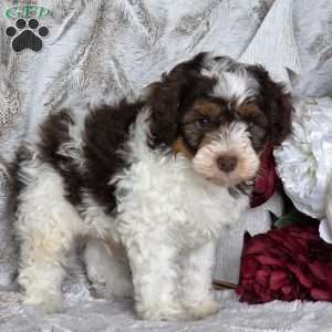 Tinsel, Schnoodle Puppy