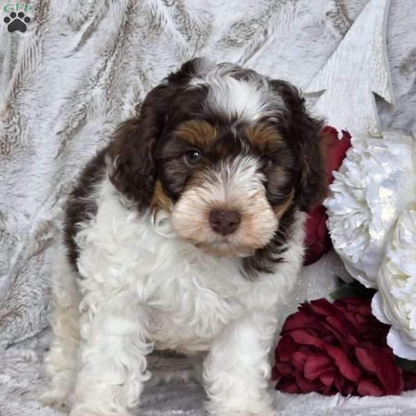 Tinsel, Schnoodle Puppy
