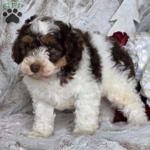 Tinsel, Schnoodle Puppy