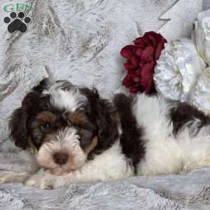 Tinsel, Schnoodle Puppy