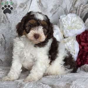 Tinsel, Schnoodle Puppy