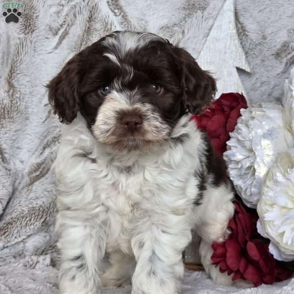 Holly, Schnoodle Puppy
