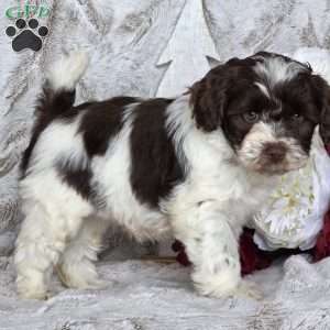 Holly, Schnoodle Puppy