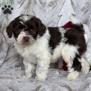 Holly, Schnoodle Puppy