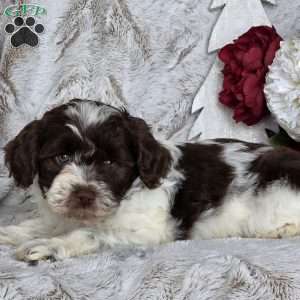 Holly, Schnoodle Puppy