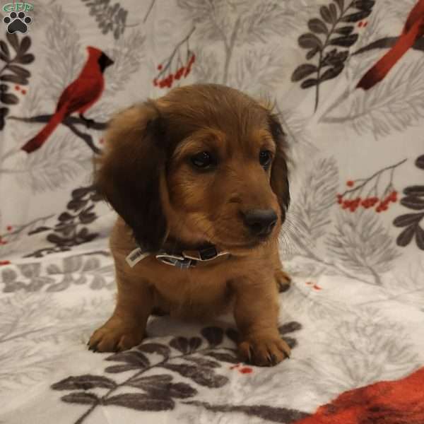 Tucker, Dachshund Puppy