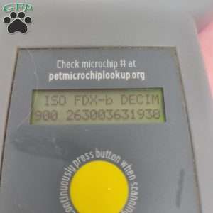 Malinda, Maltipoo Puppy