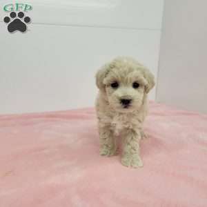 Malinda, Maltipoo Puppy