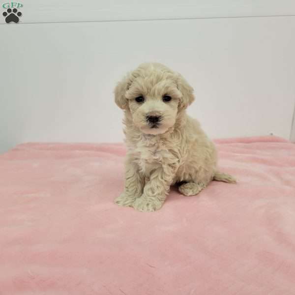 Malinda, Maltipoo Puppy