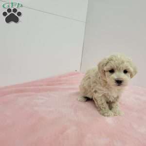 Malinda, Maltipoo Puppy