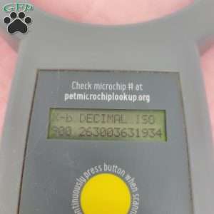 Marion, Maltipoo Puppy