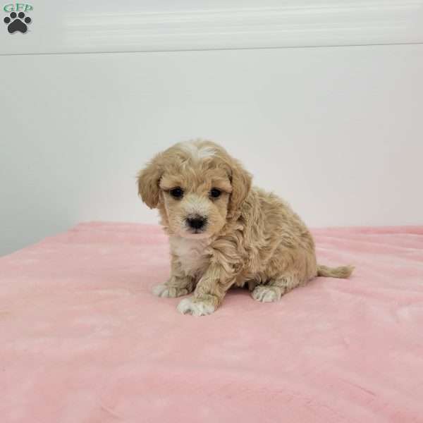 Marion, Maltipoo Puppy