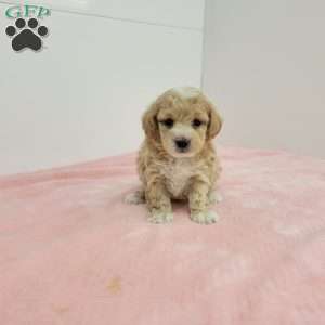 Marion, Maltipoo Puppy