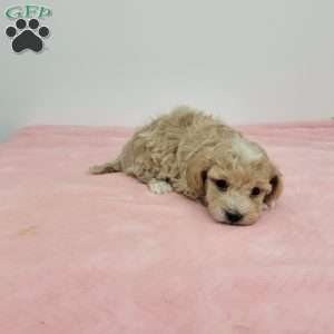 Marion, Maltipoo Puppy