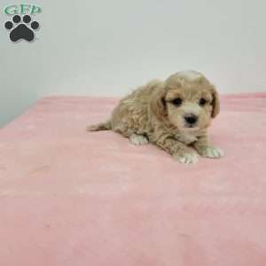 Marion, Maltipoo Puppy