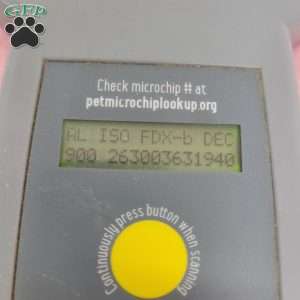 Megan, Maltipoo Puppy