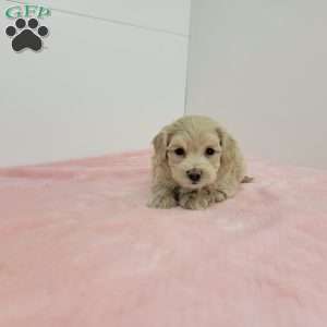 Megan, Maltipoo Puppy
