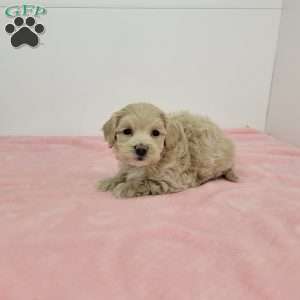 Megan, Maltipoo Puppy
