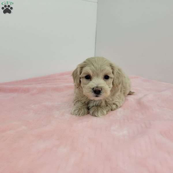 Megan, Maltipoo Puppy
