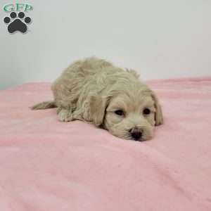 Megan, Maltipoo Puppy