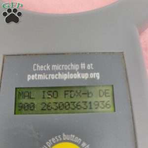 Melody, Maltipoo Puppy