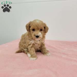 Melody, Maltipoo Puppy