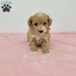 Melody, Maltipoo Puppy